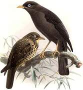 Sooty Thrush