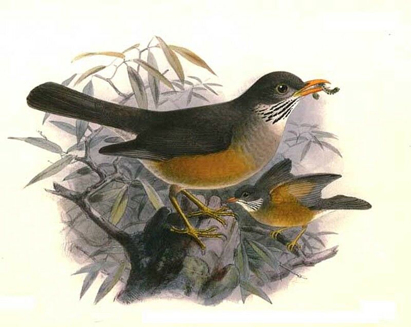 Kurrichane Thrush