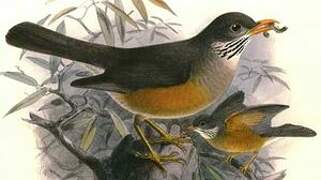 Kurrichane Thrush