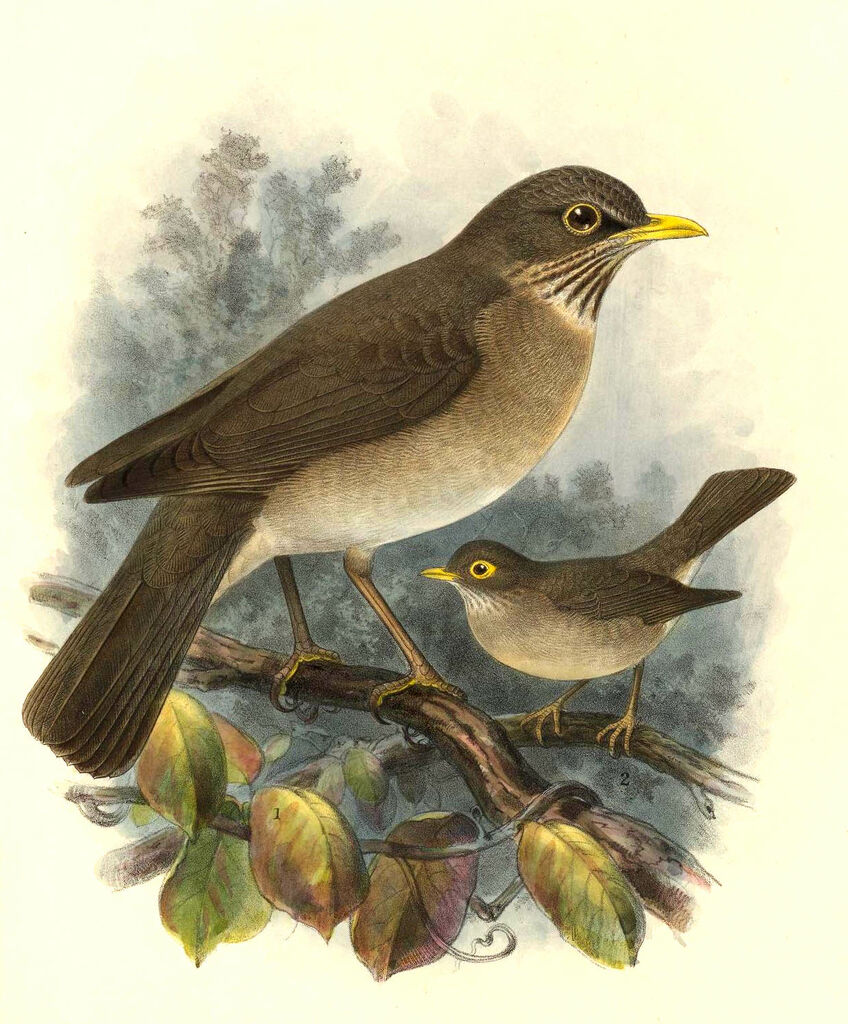 Pale-breasted Thrush