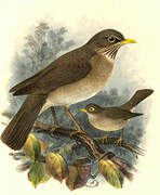 Pale-breasted Thrush