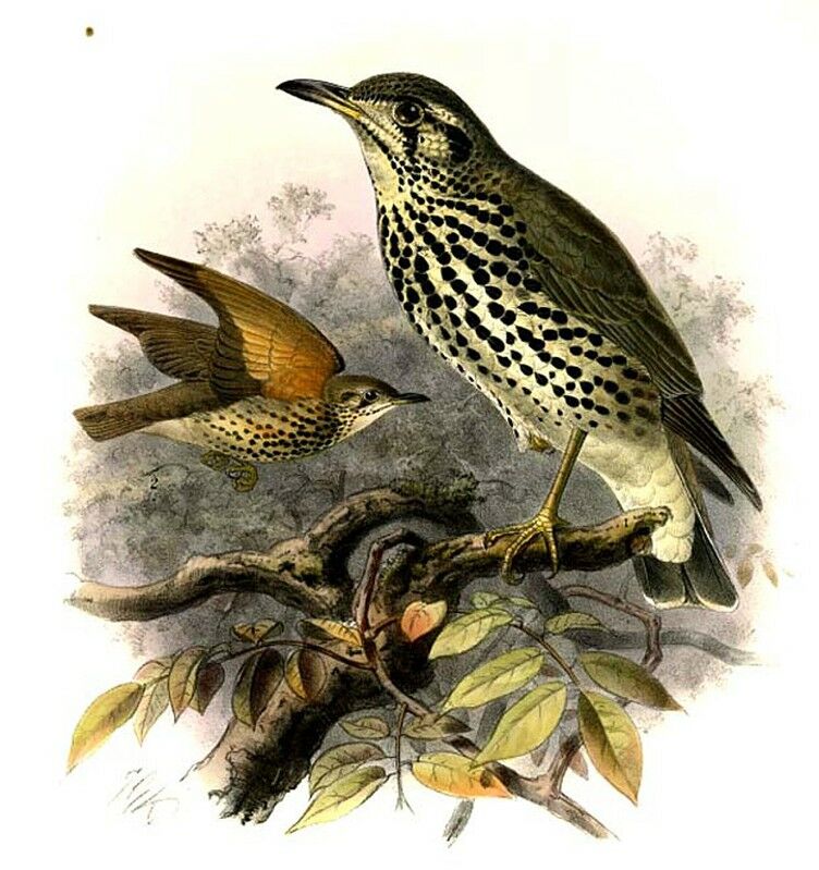 Groundscraper Thrush