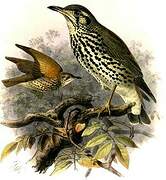 Groundscraper Thrush