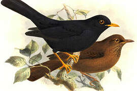 Glossy-black Thrush