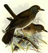 Pale Thrush