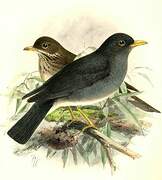 Tickell's Thrush