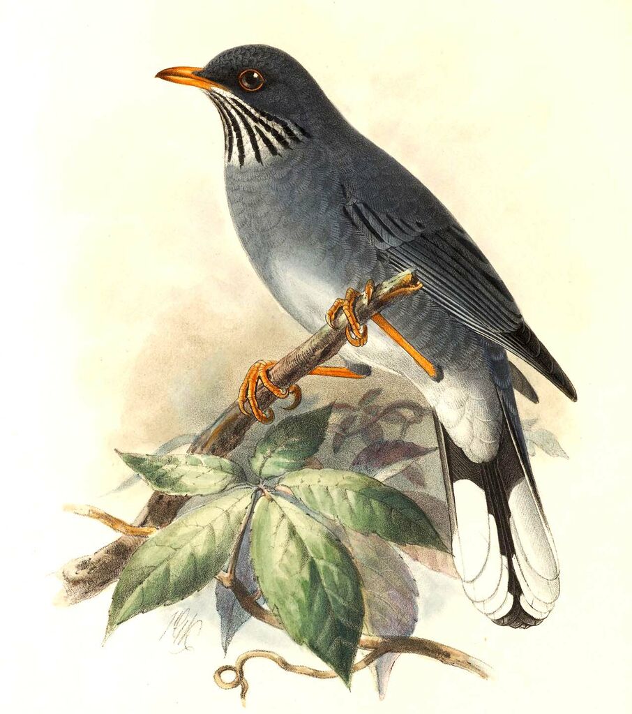 Red-legged Thrush