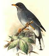 Red-legged Thrush