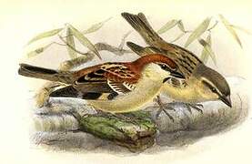 Russet Sparrow