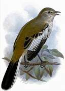 White-banded Mockingbird