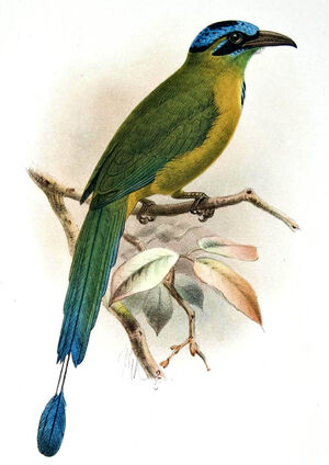 Motmot d'Équateur