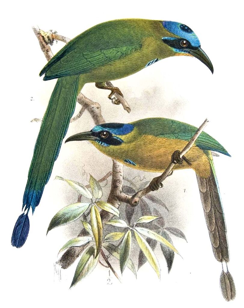 Amazonian Motmot