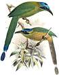 Motmot houtouc