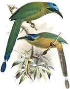 Amazonian Motmot