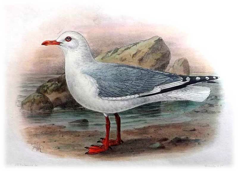 Mouette argentée