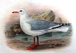 Silver Gull