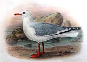 Mouette argentée