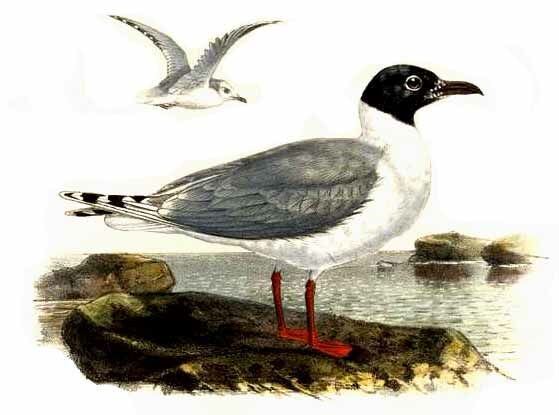 Saunders's Gull