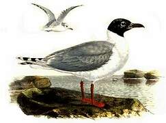 Saunders's Gull