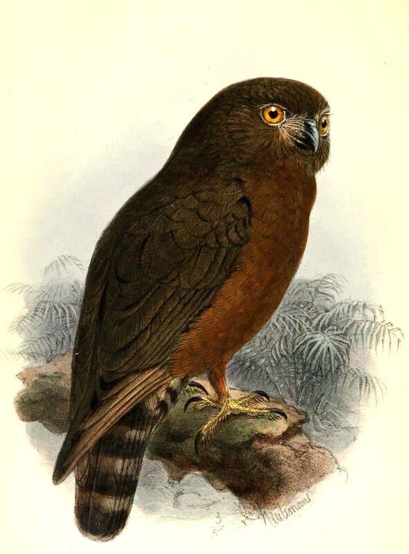 Hume's Hawk-Owl