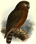 Hume's Hawk-Owl