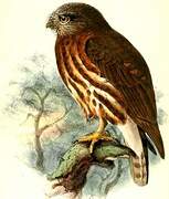 Andaman Hawk-Owl