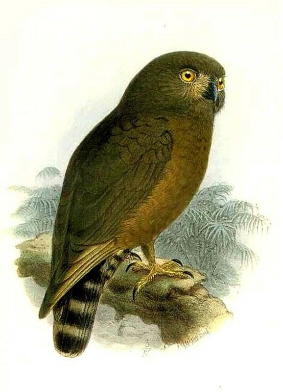 Brown Hawk-Owl