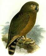 Brown Hawk-Owl