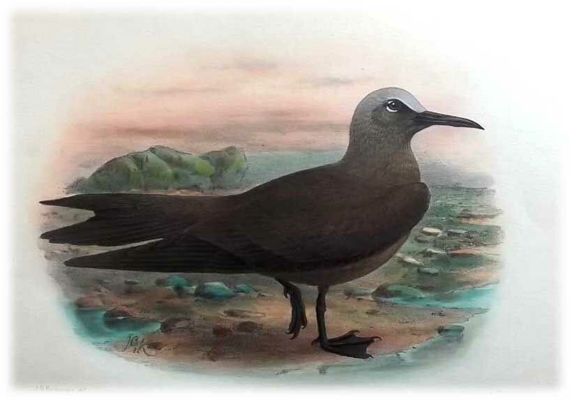 Brown Noddy