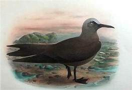 Brown Noddy