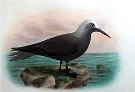 Lesser Noddy