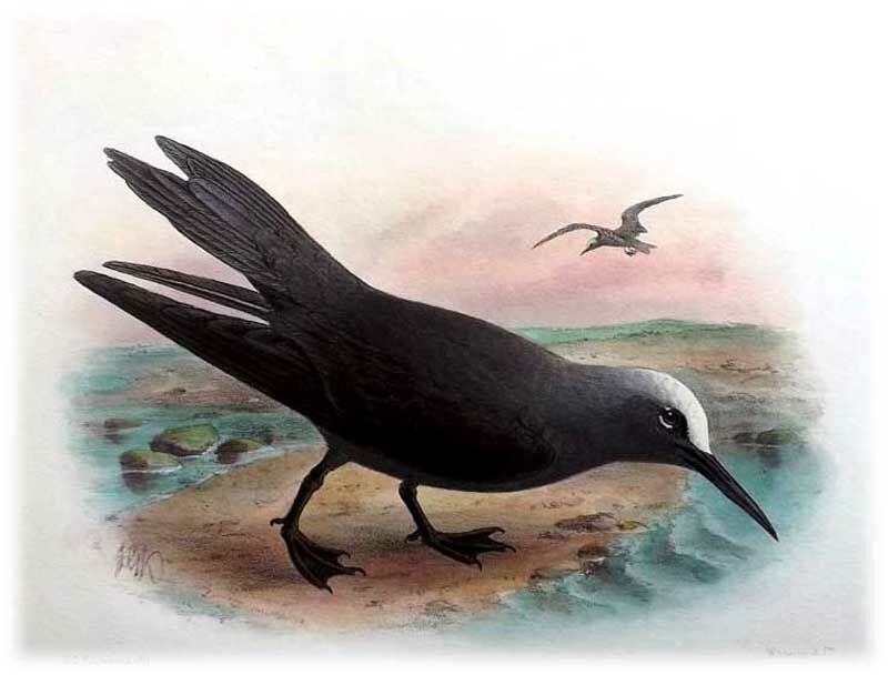 Black Noddy