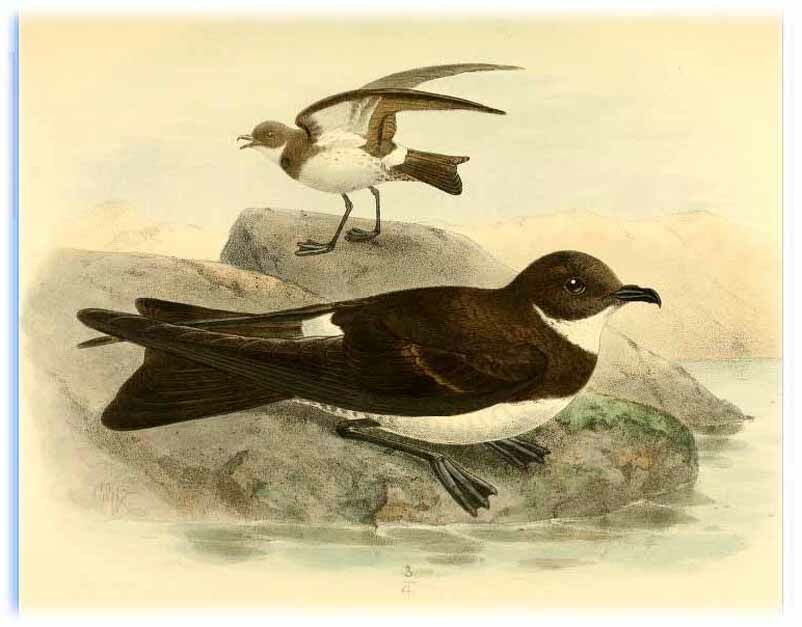 Polynesian Storm Petrel