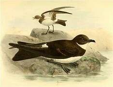 Polynesian Storm Petrel