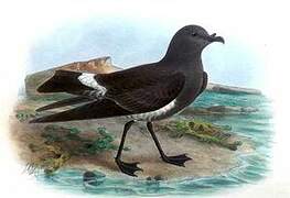 Black-bellied Storm Petrel