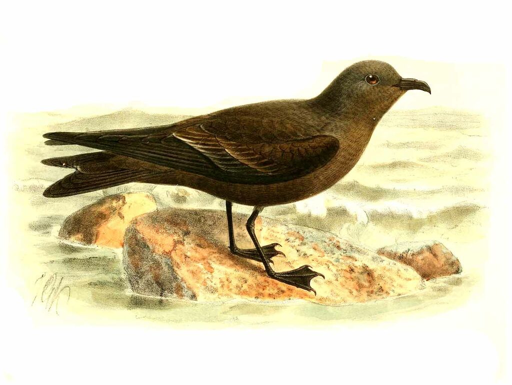 Ashy Storm Petrel