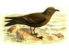 Ashy Storm Petrel