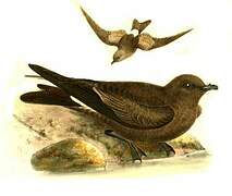 Leach's Storm Petrel