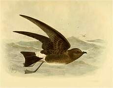 Elliot's Storm Petrel