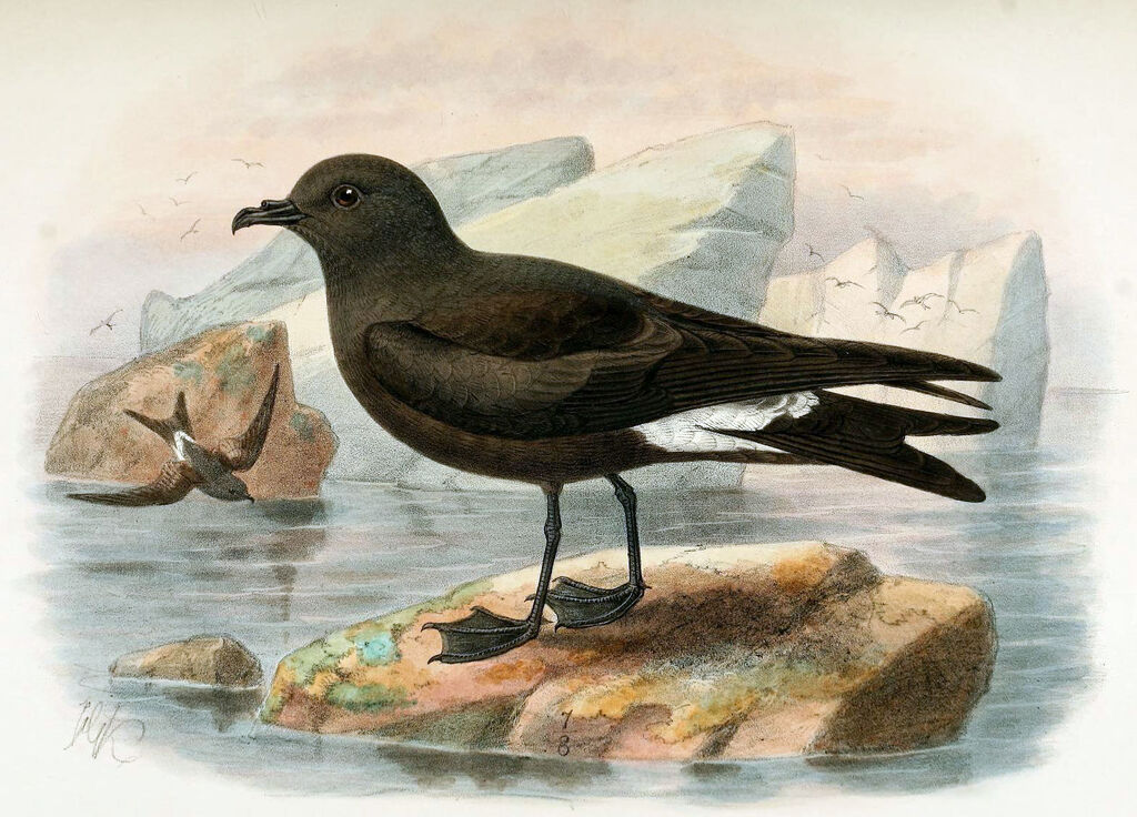 Guadalupe Storm Petrel