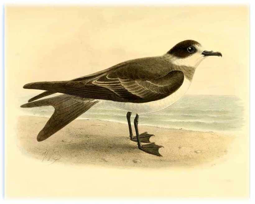 Ringed Storm Petrel