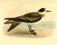 Ringed Storm Petrel