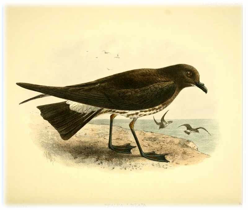 New Zealand Storm Petrel