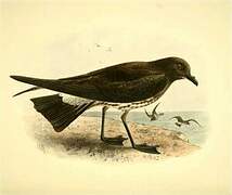 New Zealand Storm Petrel