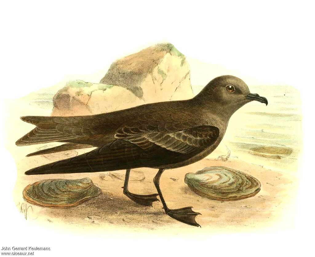 Swinhoe's Storm Petrel