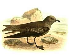 Swinhoe's Storm Petrel