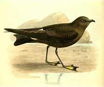 Wilson's Storm Petrel