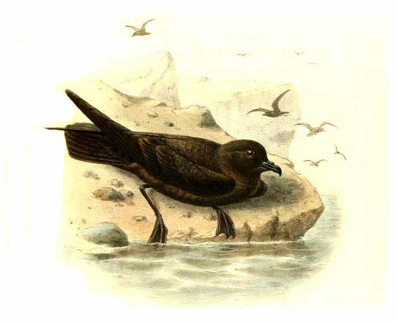 Least Storm Petrel