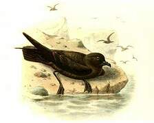 Least Storm Petrel