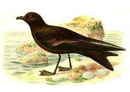 Black Storm Petrel